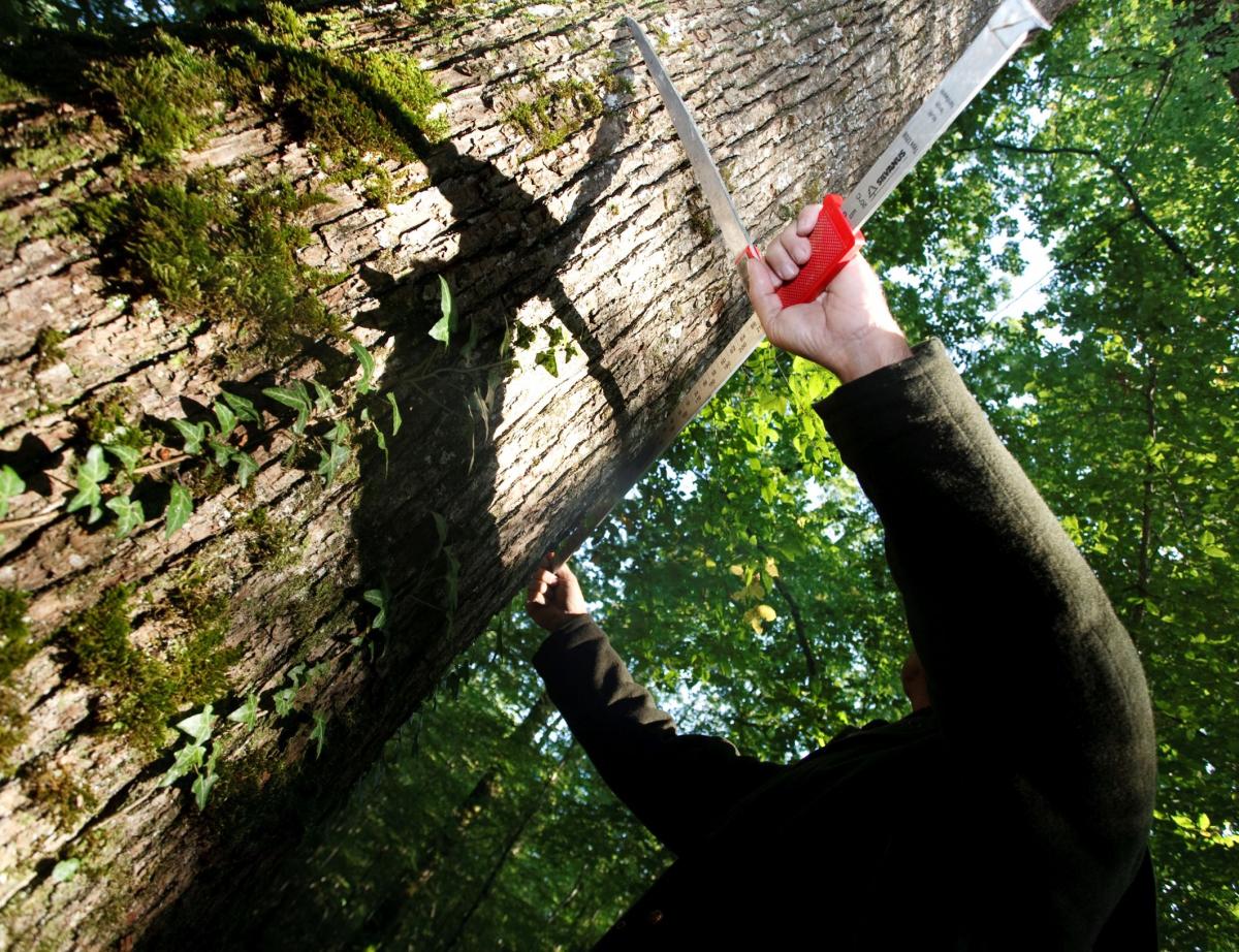 Révision de la certification forestière PEFC : interview de Paul-Emmanuel Huet